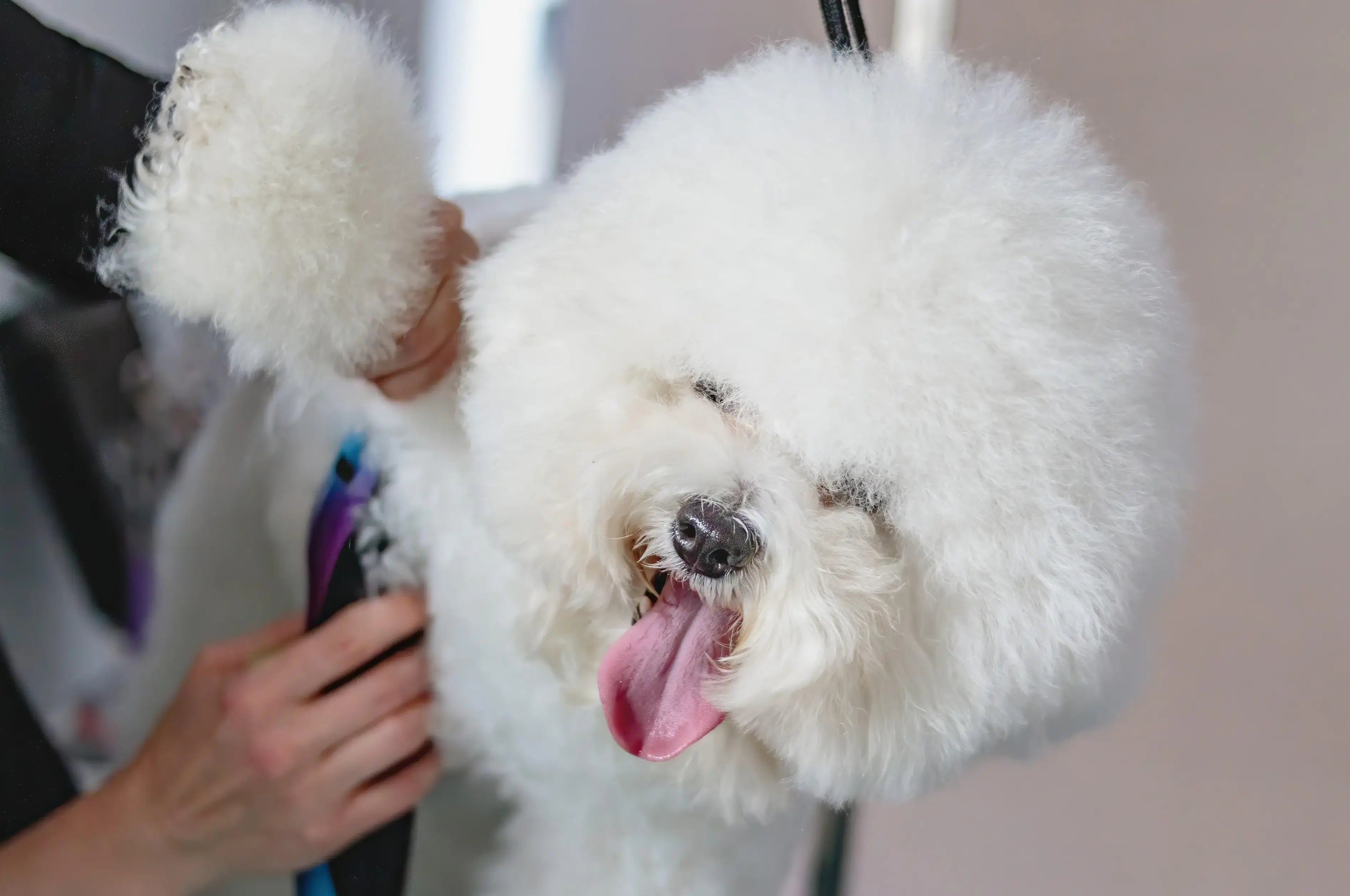 Pet Grooming Products