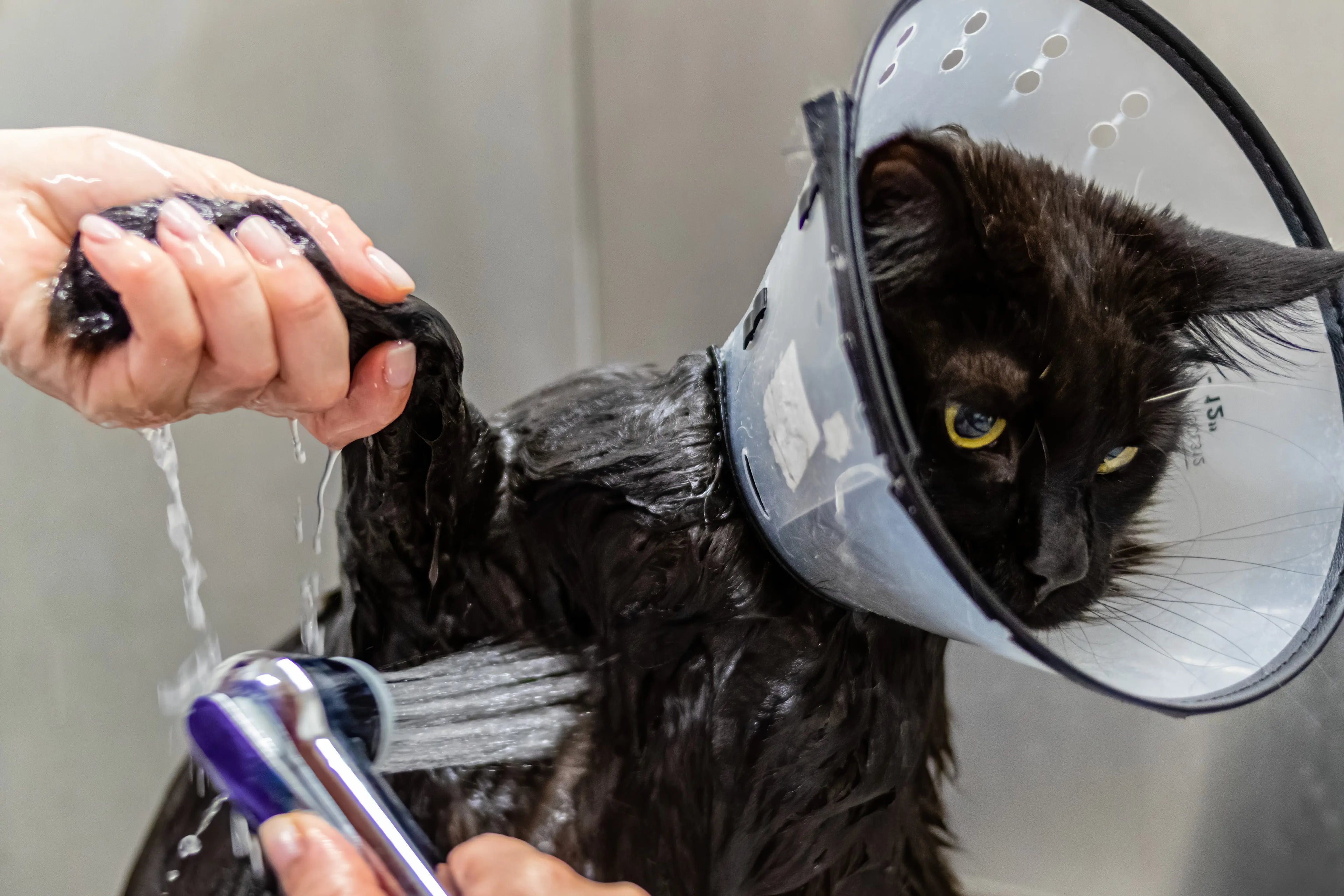 Pet Cleaning Essentials